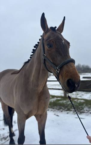 Hongre de 12 ans cso