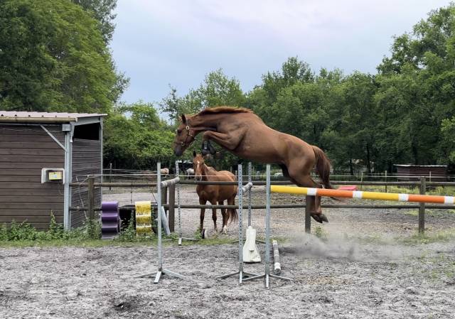 Hongre 7 ans gros moyens par jarnac 