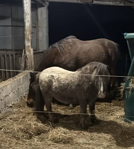 Super poney entier onc