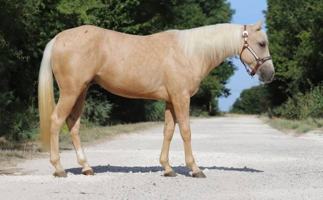 Quarter horse palomino 2023