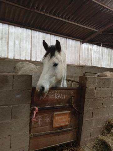 Hongre loisir sportif / endurance 