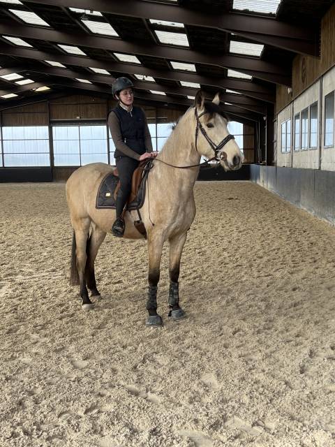 Hongre pre isabelle 6 ans