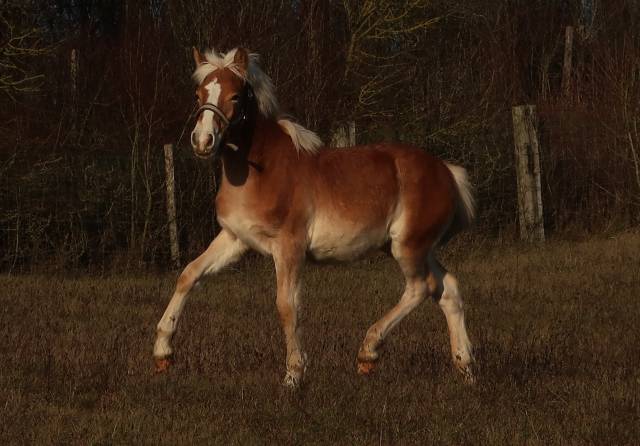 Haflinger  1 an pp