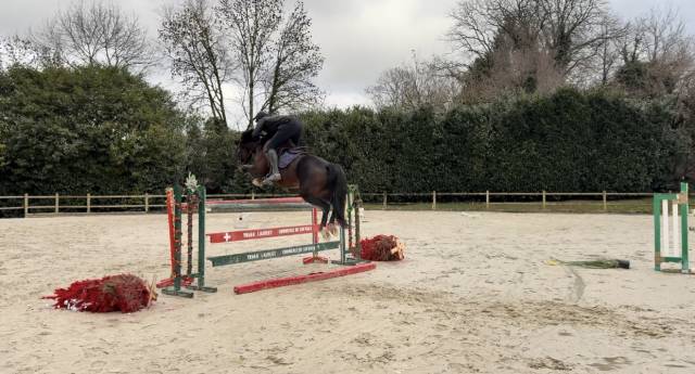 Super jument top amateur idéal transition poney cheval 