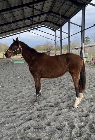 Pouliche 3 ans cornet prinz/ vertigo st benoit