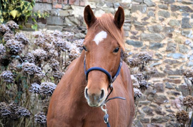 Hongre quarter horse 2 ans par gunner superstar