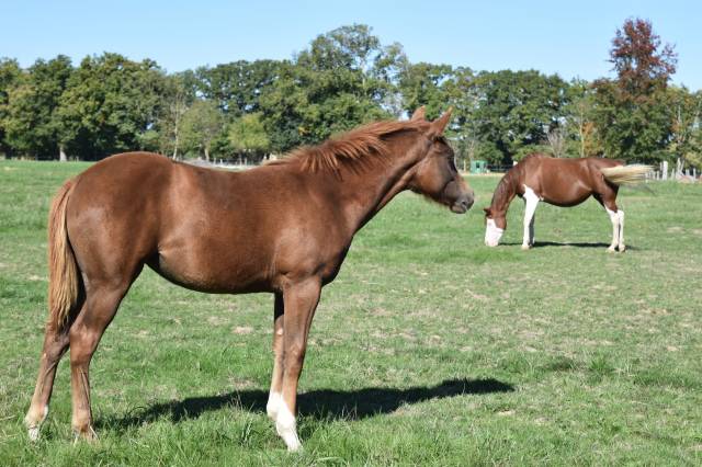 Pouliche quarter horse pp