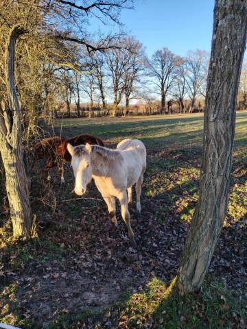 Pouliche quarter horse pp