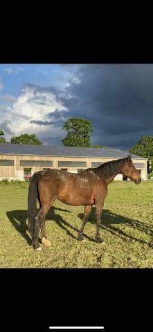 Jument selle français 