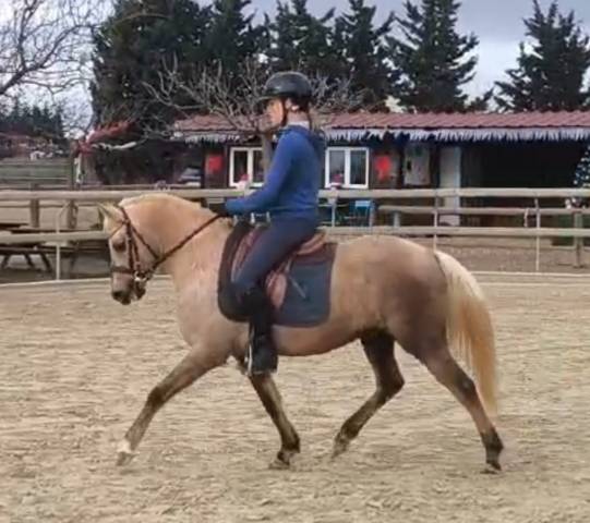 Ponette d'exception fille de comso callidus