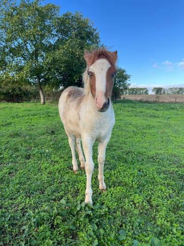 Poulain oc pie yeux bleus possible welsh part bred