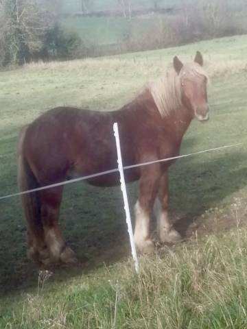 Jeune cheval comtois