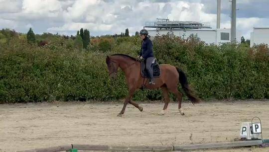 Jument dressage 