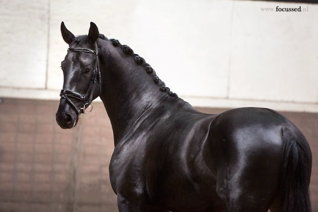 Cherche un dp pour mon cheval 