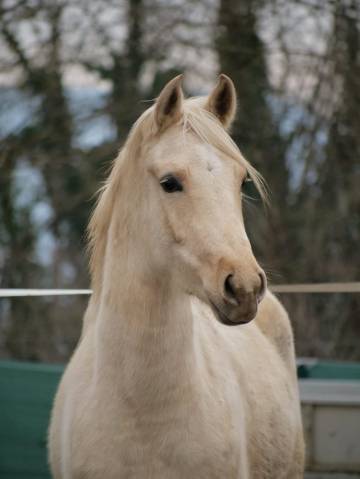 Ponette palomino 