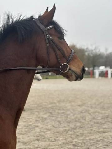 Excellent cheval 160cm 6 ans (cheval de sport belge)