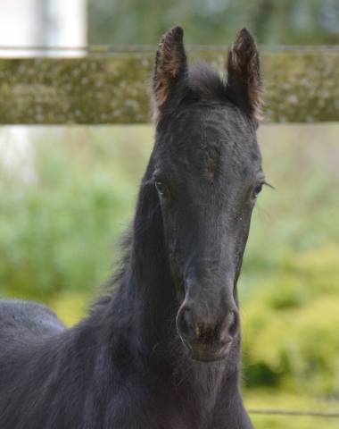 Poulain frison eloy 1 an