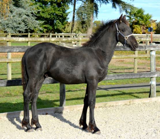 Poulain frison eloy 1 an