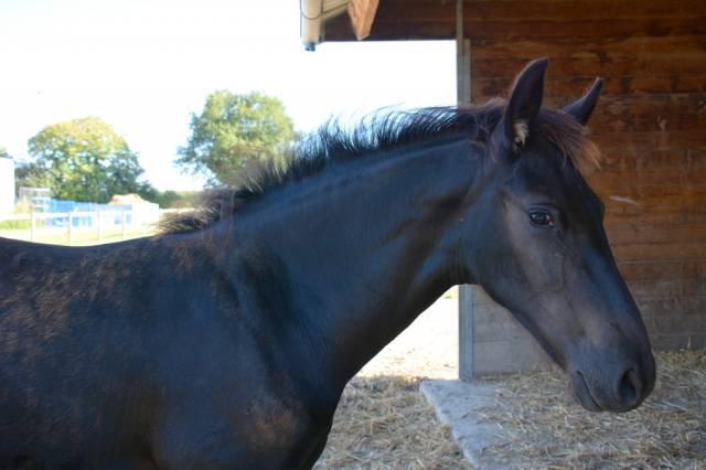 Poulain frison eloy 1 an