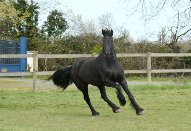 Jument frison ster 8 ans gestante de jouwe 485 