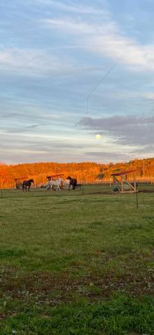Pension box paddock pré intégral - 77 seine et marne
