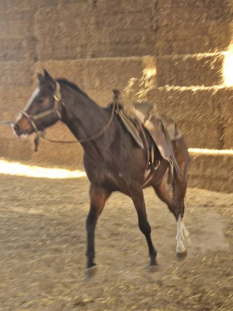 Jument quarter pleins papiers 