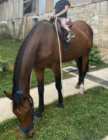 Poulinière sf pleine