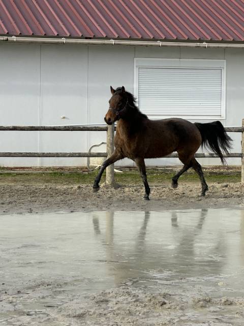 Poney pfs - kandy des barres - isabelle 