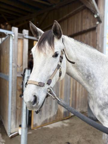 à vendre jell’an du lavoir, 7 ans – sf 1m75