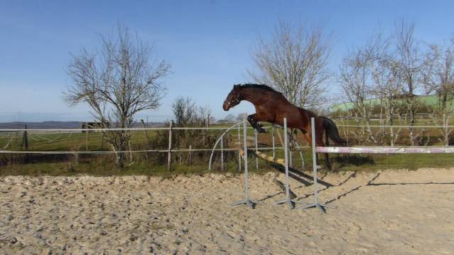 Hongre 3 ans par quel homme de hus