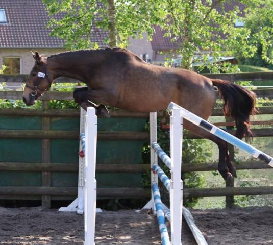 Poulinière isabelle 