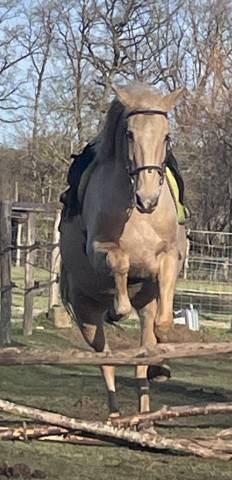 Cheval palomino type espagnol