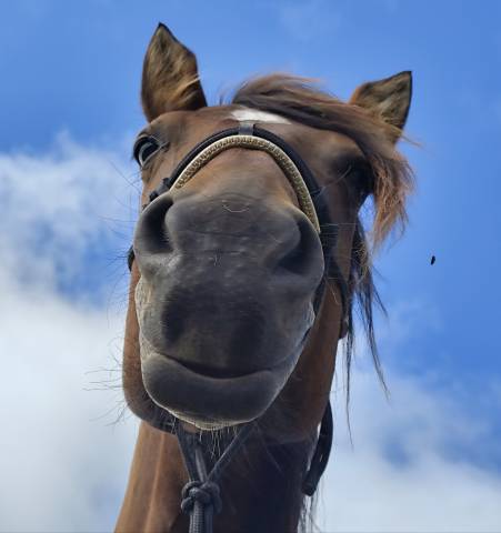 Jument baie onc 5ans 