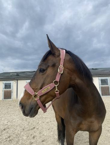 à vendre hongre 11ans expérience amateur 1