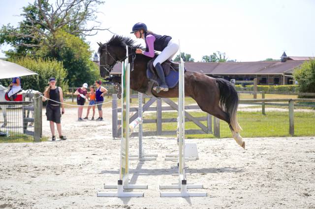 à vendre – hongre oc bai brun, 5 ans, 1m48