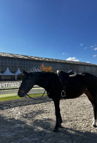 Jeune jument à vendre