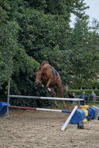 Jument pur sang 5 ans