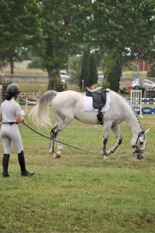 Selle dressage wintec