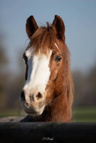 Poney de loisir à vendre