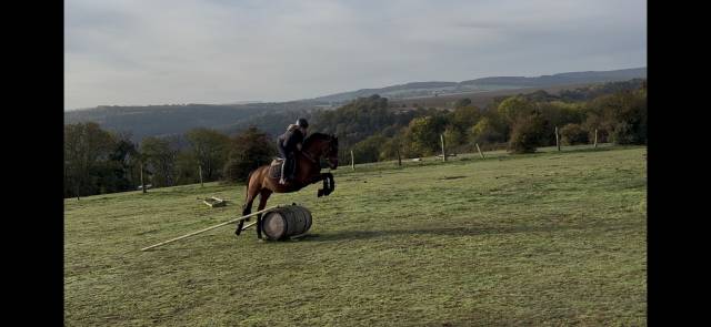 Poney de sport etalon