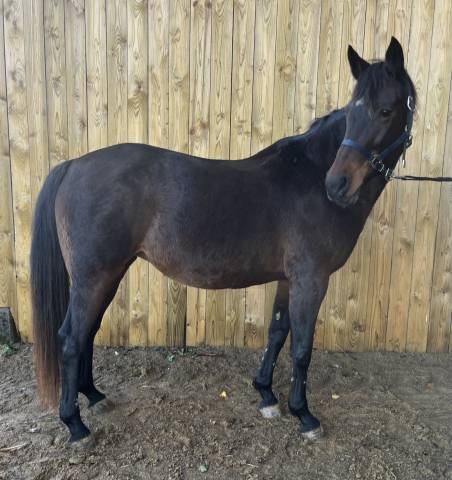 Poulinière kwpn pleine