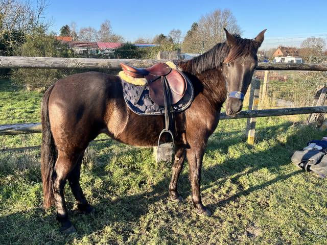 Jument pre, 7 ans 