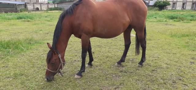 Poulinière pre apto