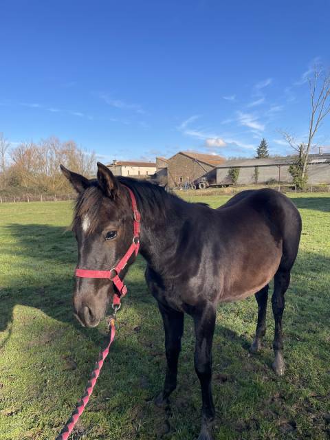 Pouliche  pp demi sang arabe