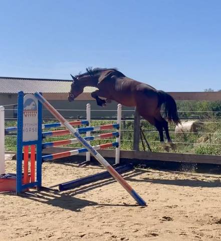 Selle français pour amateur élite 