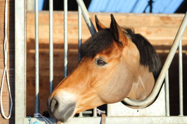 à vendre poney cso