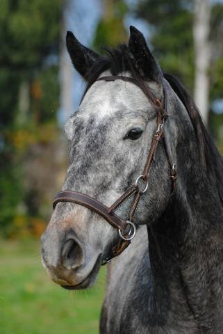 Cheval -arlino, pur-sang de 5 ans