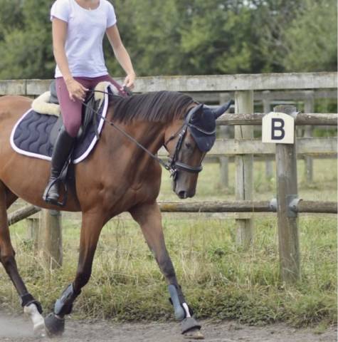 Jument pur sang à vendre 