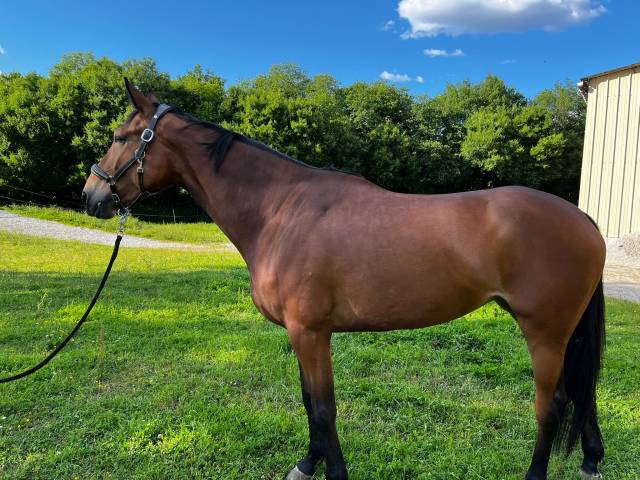 Jument sf originel de 5 ans - cso