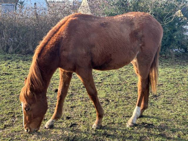 Poulain sf né en 2024